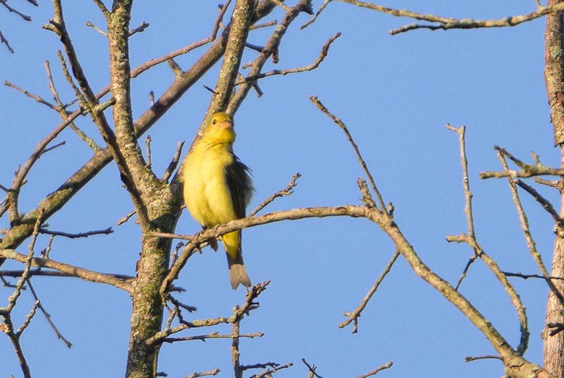 Piranga écarlate - ML642975365