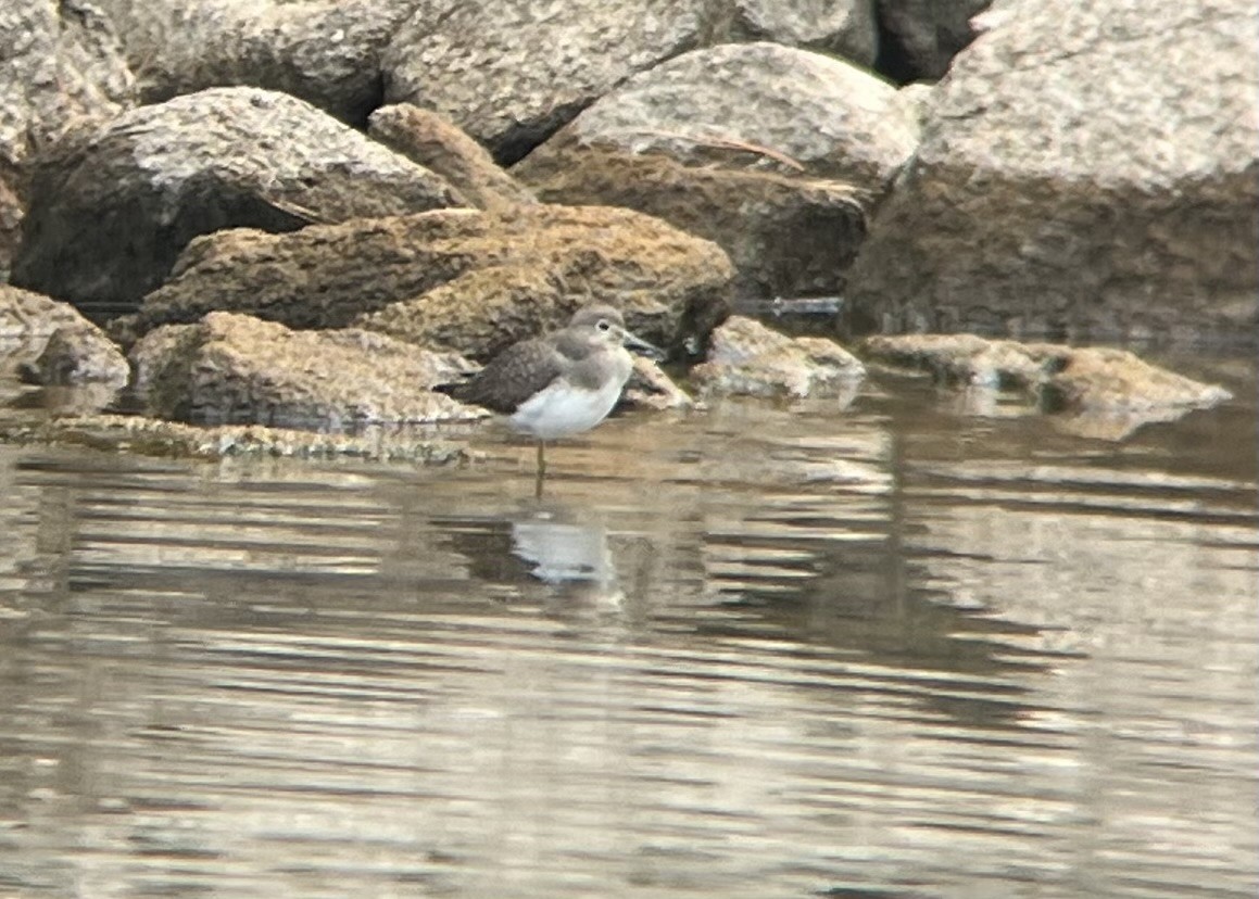 Solitary Sandpiper - ML642975397