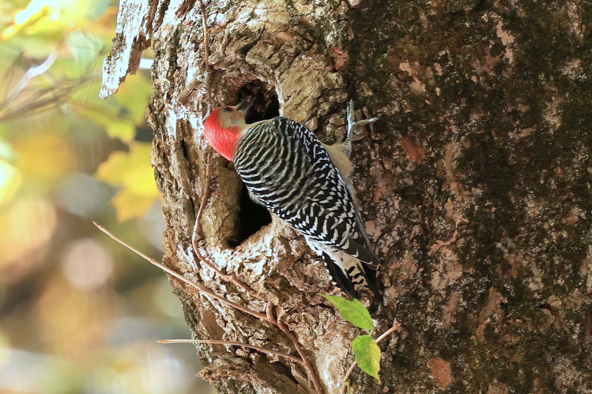 Red-bellied Woodpecker - ML642975401