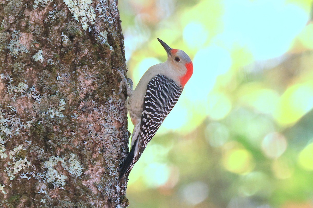 Red-bellied Woodpecker - ML642975405