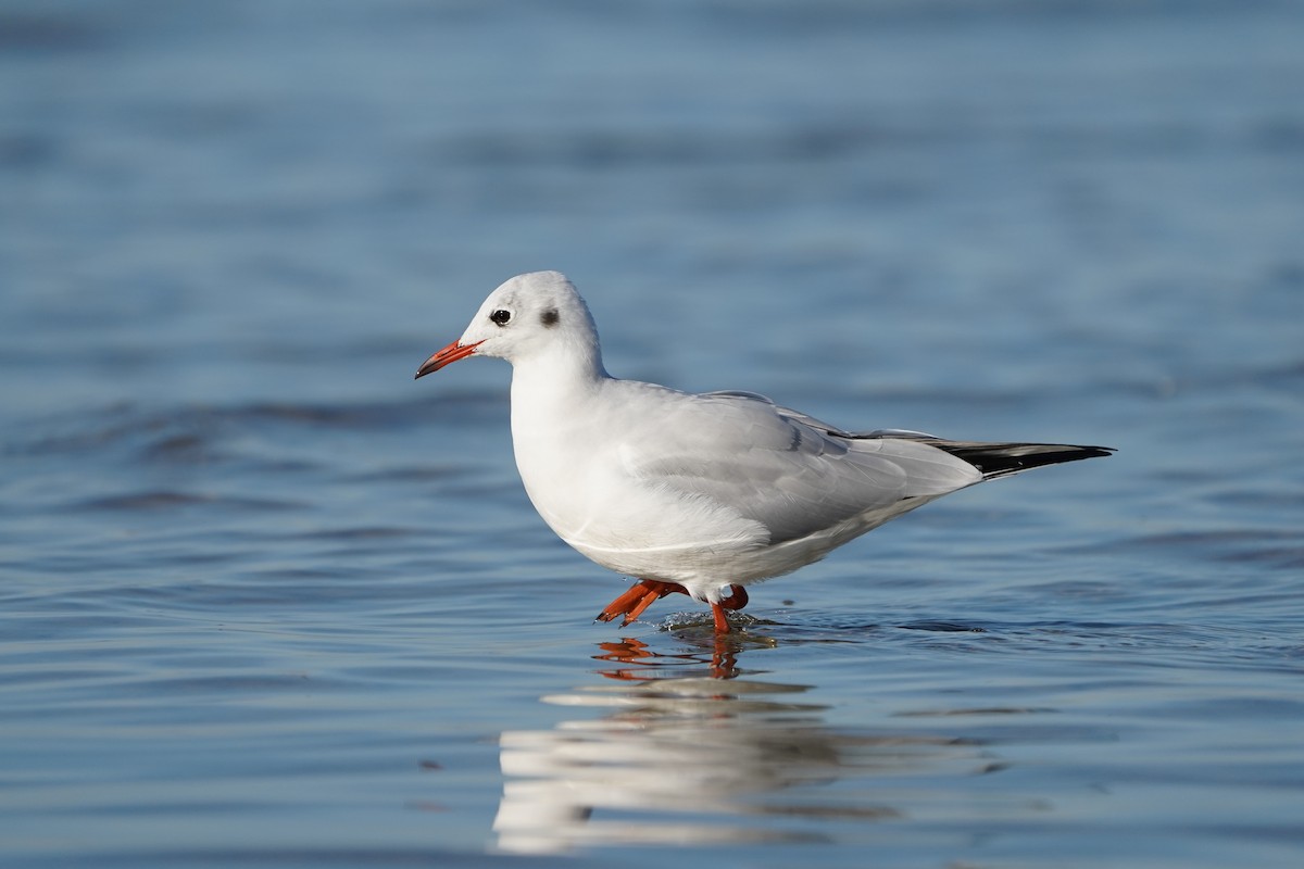 Black-headed Gull - ML642975424