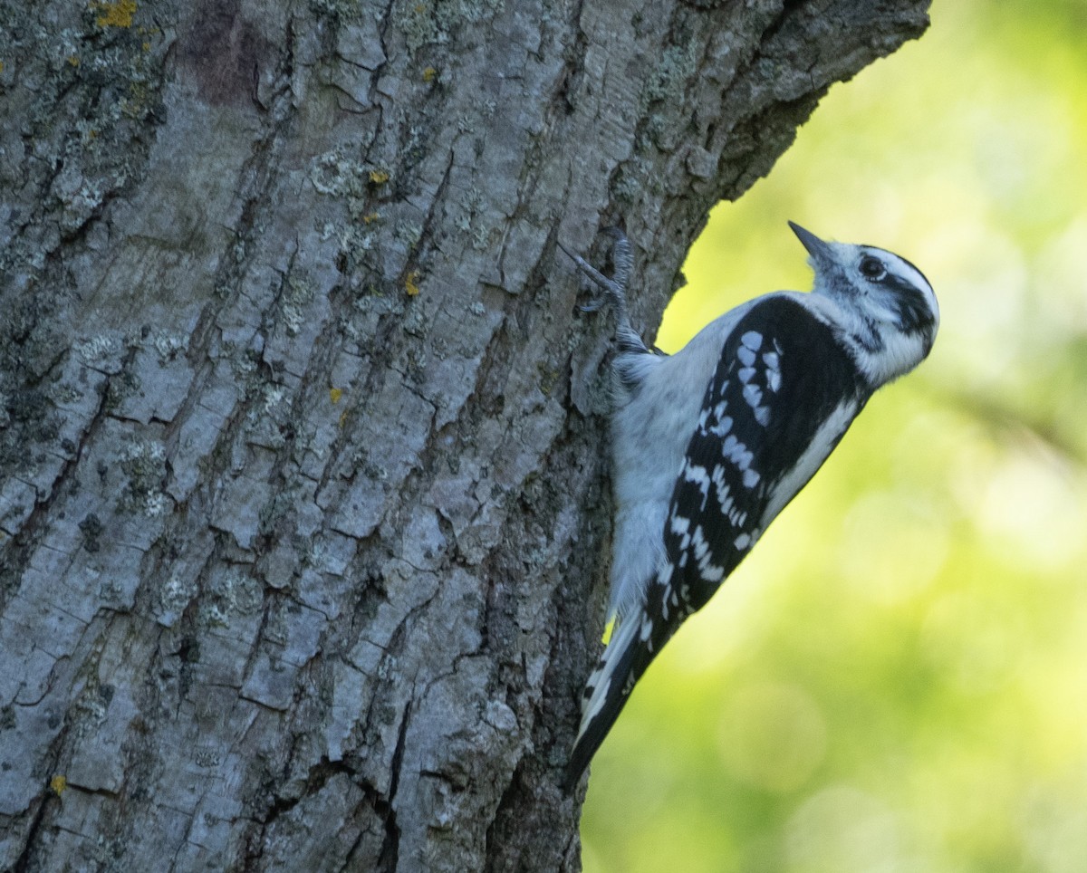 Downy Woodpecker - ML642975432