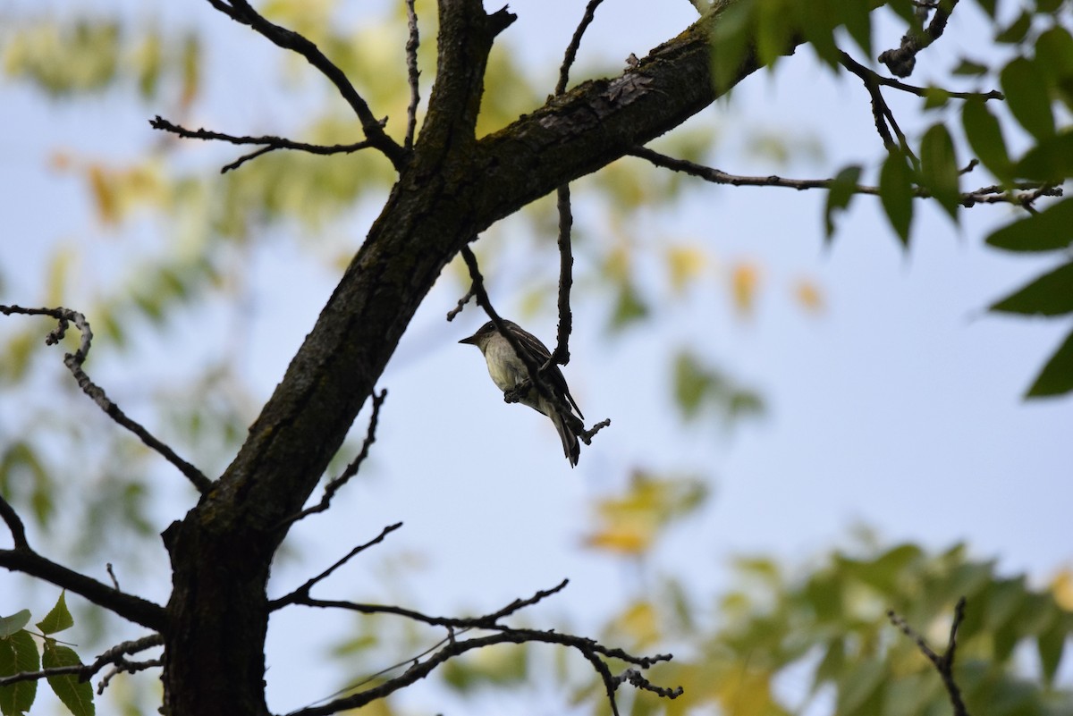 Eastern Wood-Pewee - ML642975438
