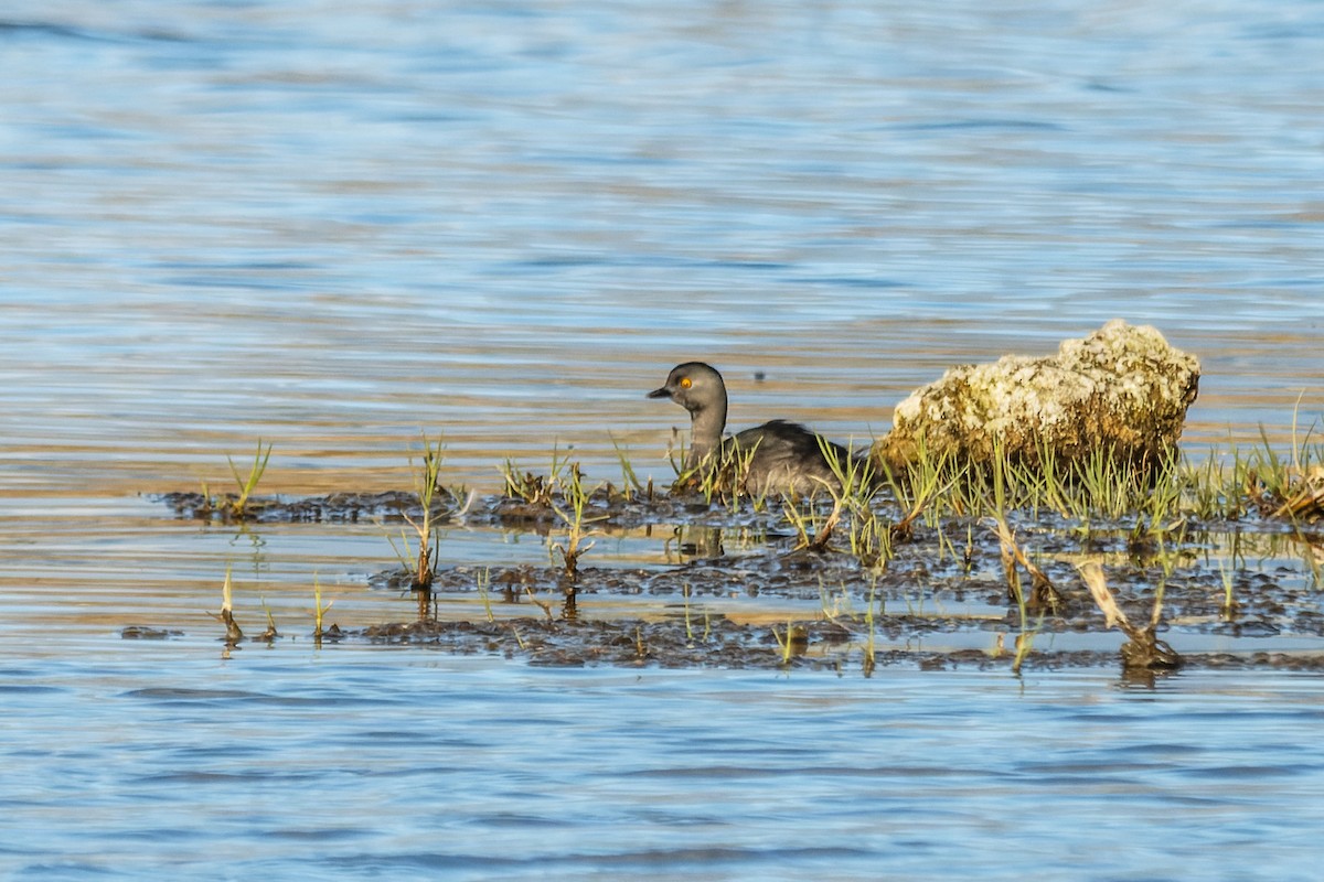 Least Grebe - ML642975440