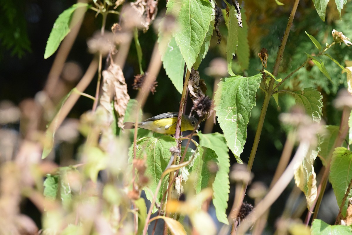 Magnolia Warbler - ML642975441