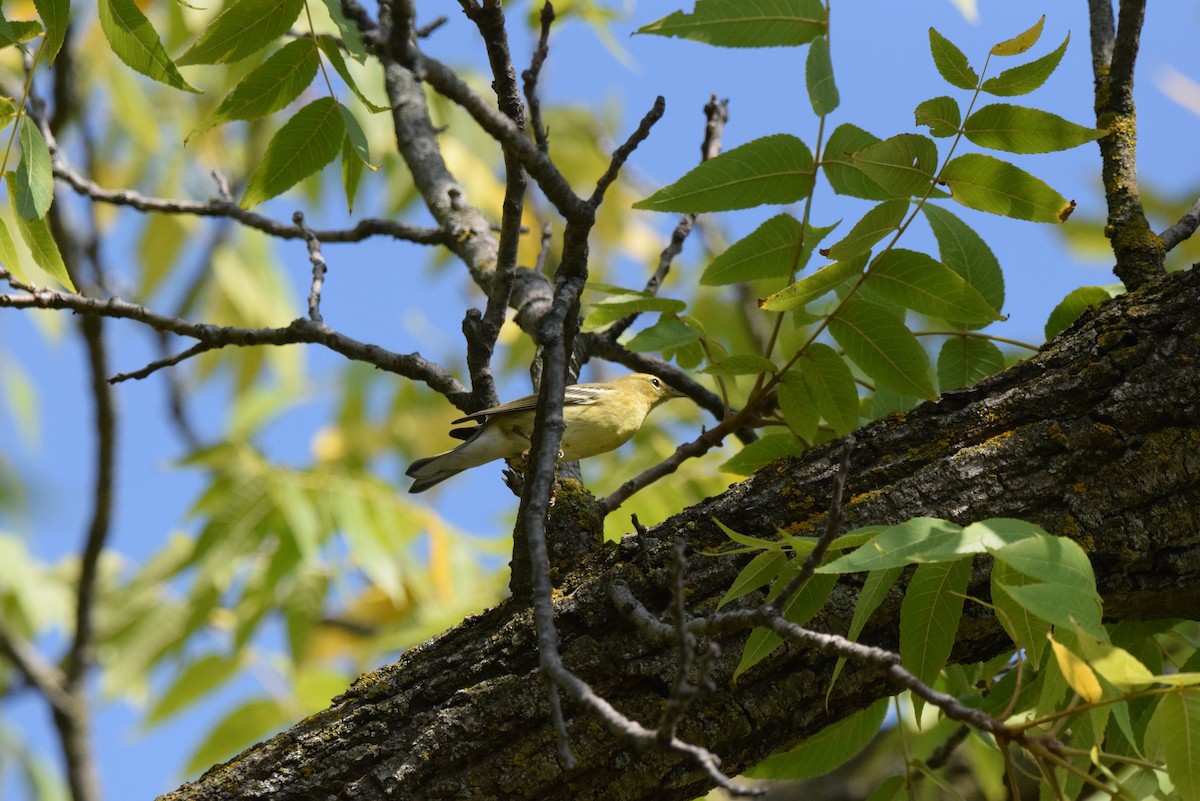 Blackpoll Warbler - ML642975442