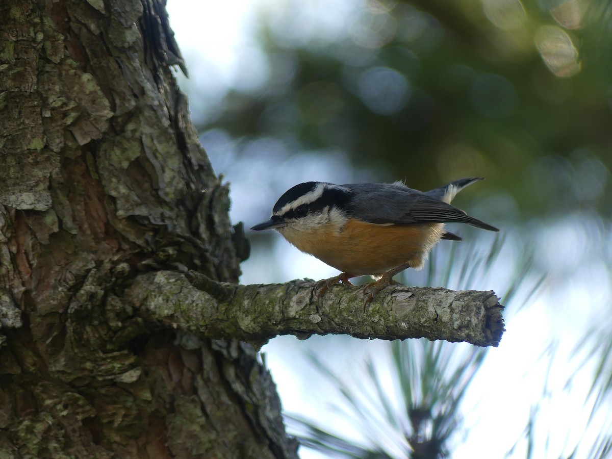 Red-breasted Nuthatch - ML642975443