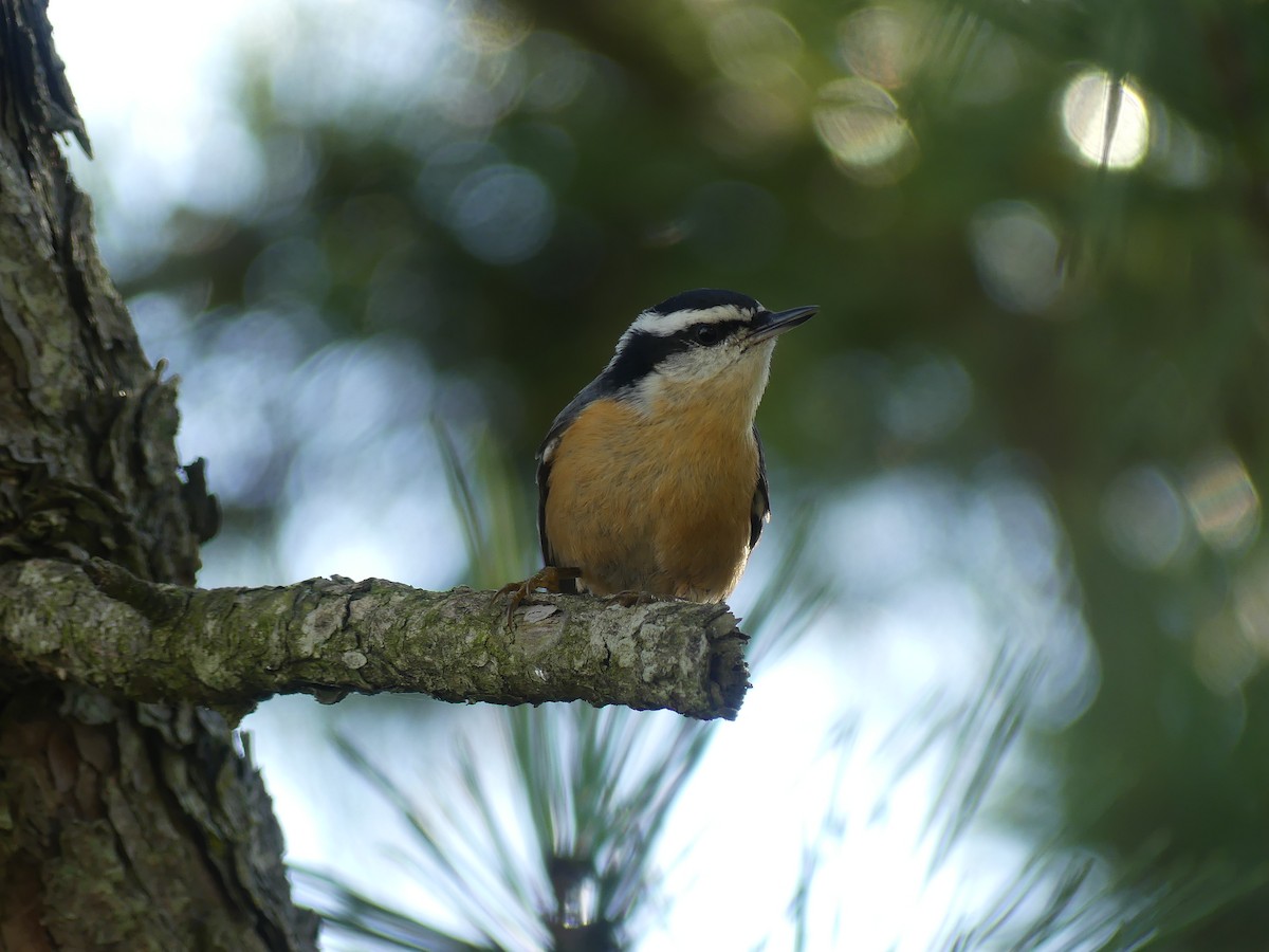 Red-breasted Nuthatch - ML642975444