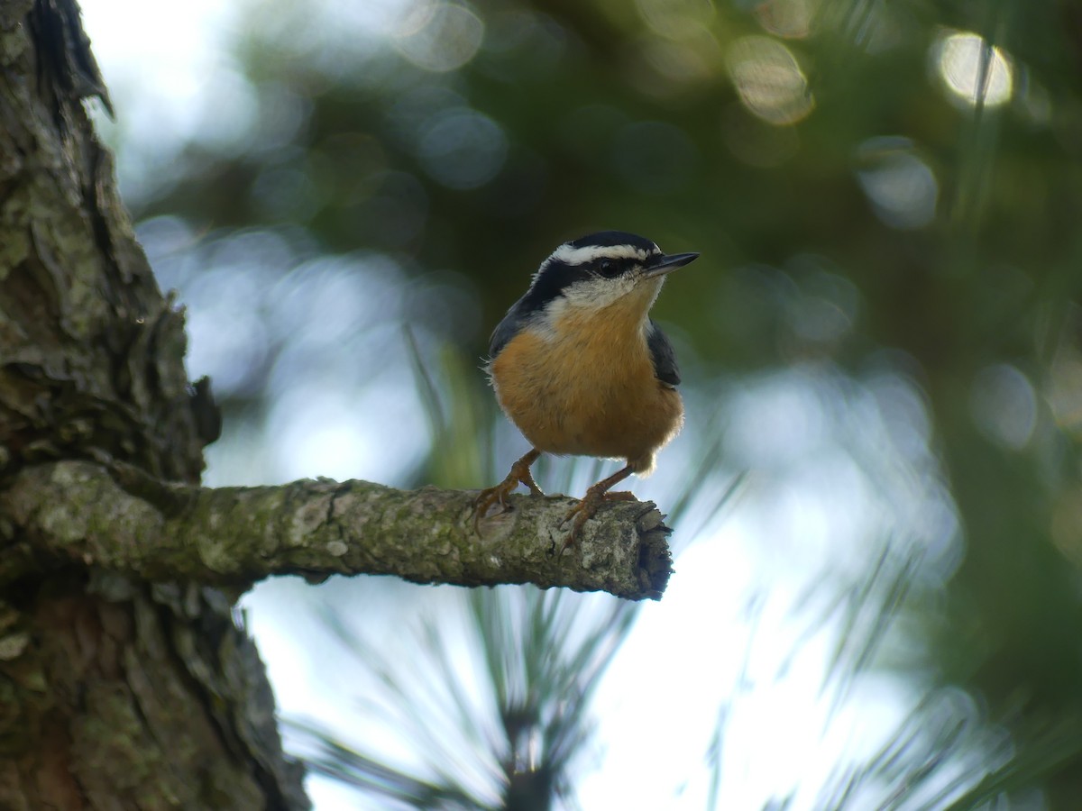 Red-breasted Nuthatch - ML642975445