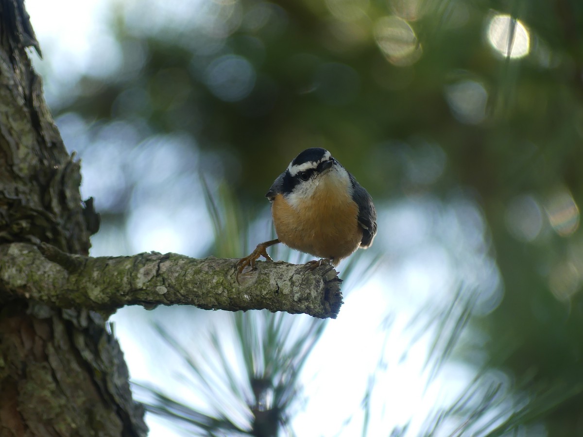 Red-breasted Nuthatch - ML642975446