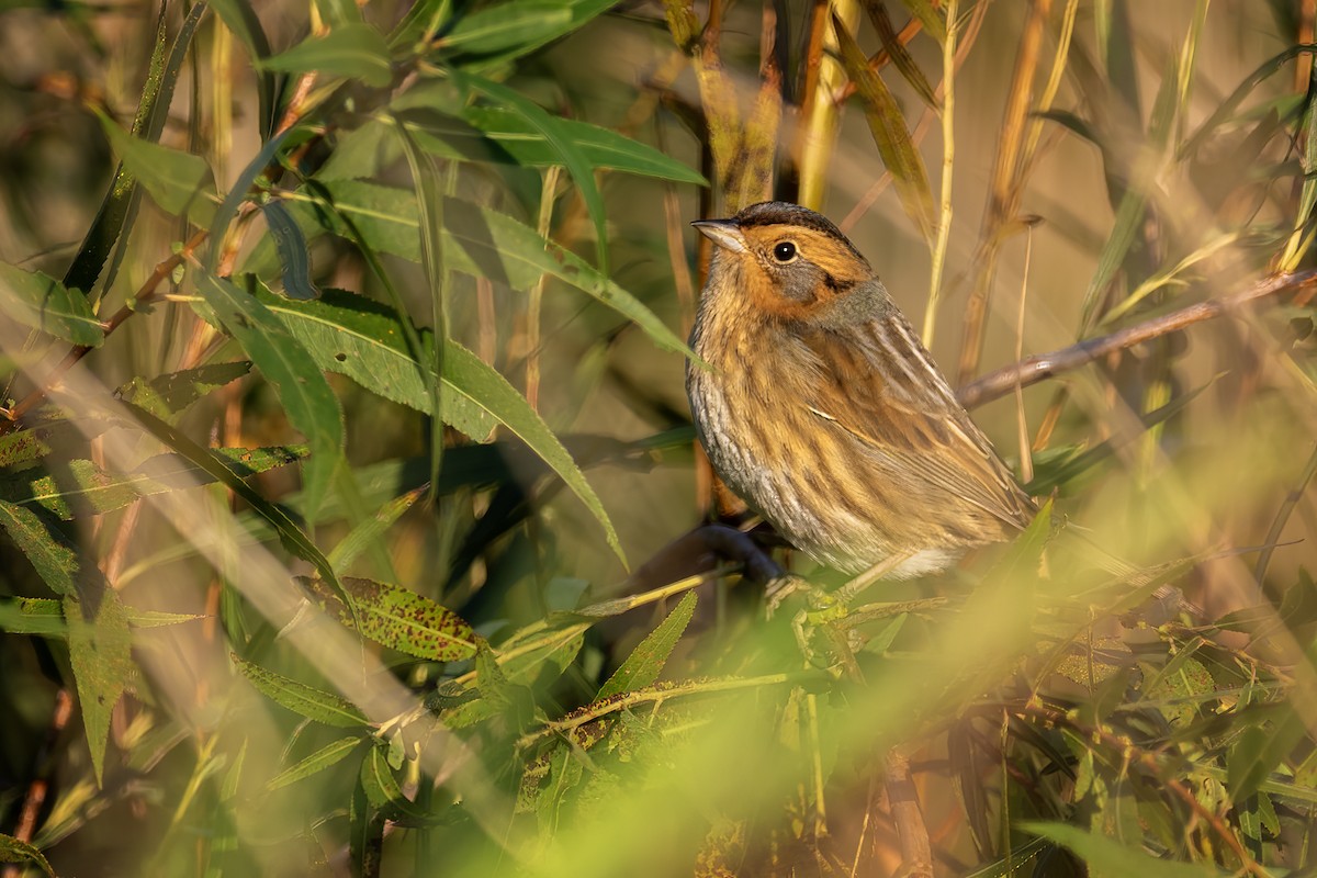 Nelson's Sparrow - ML642975450