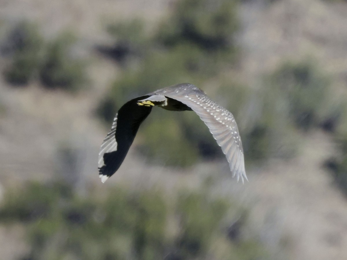 Black-crowned Night Heron - ML642975454
