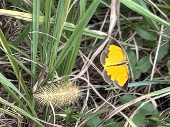 Sleepy Orange - ML642975487