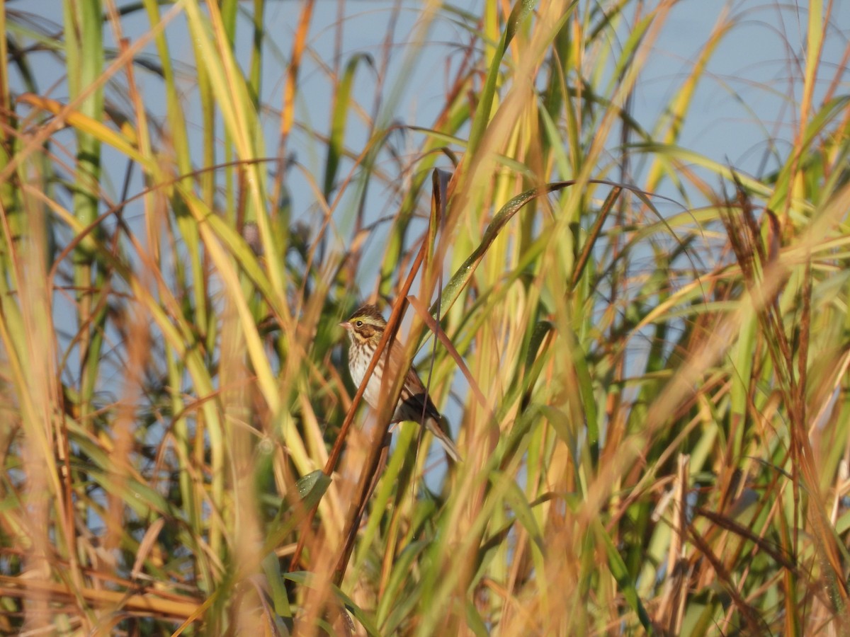 Savannah Sparrow - ML642975491