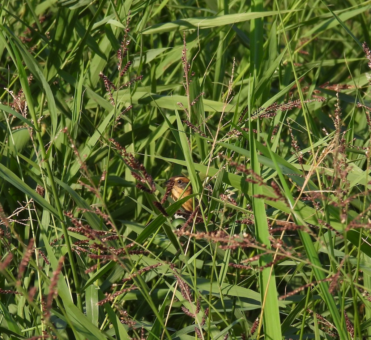 Nelson's Sparrow - ML642975498