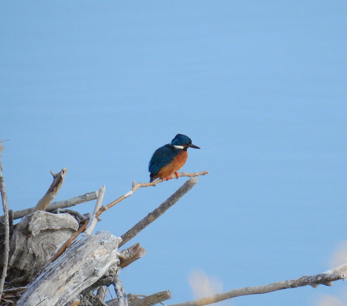 Common Kingfisher - ML642975504