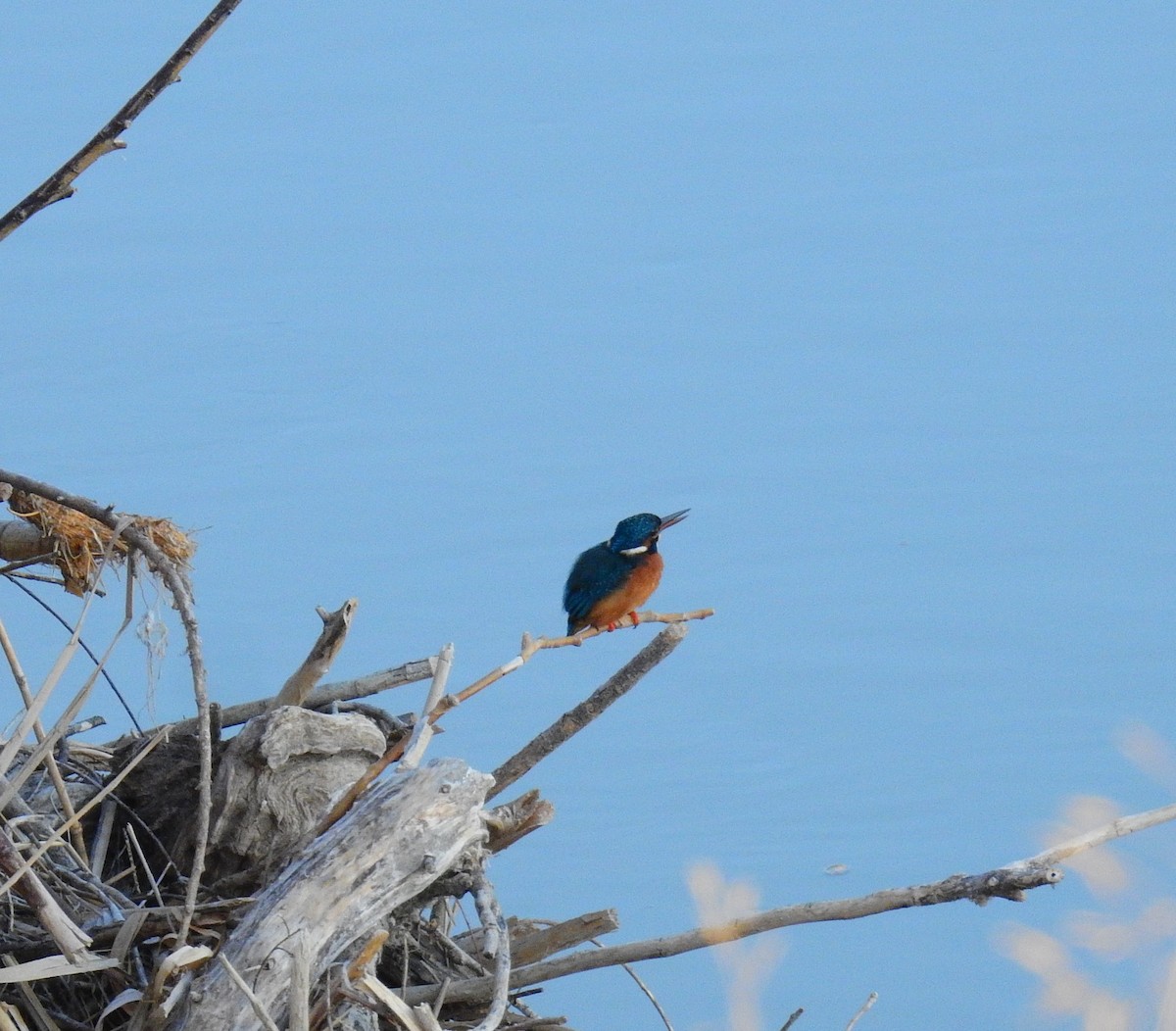Common Kingfisher - ML642975506