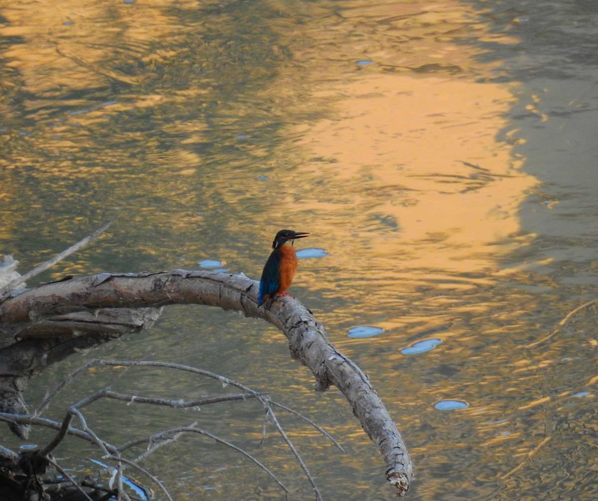 Common Kingfisher - ML642975507