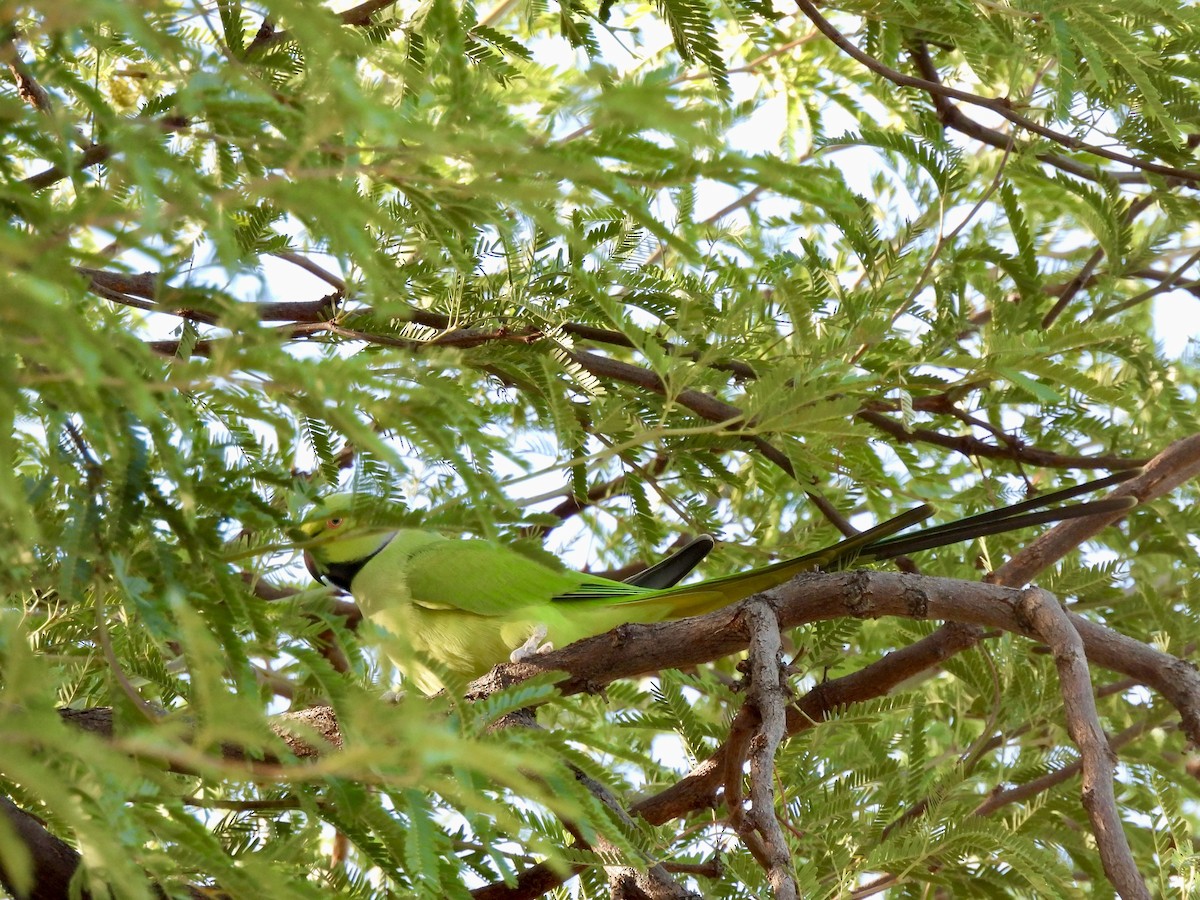 Rose-ringed Parakeet - ML642975509