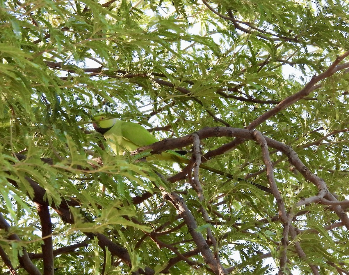 Rose-ringed Parakeet - ML642975524