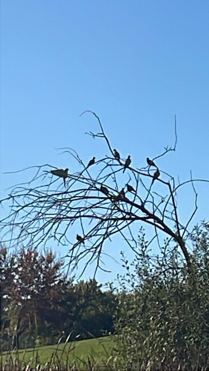 Mourning Dove - ML642975526