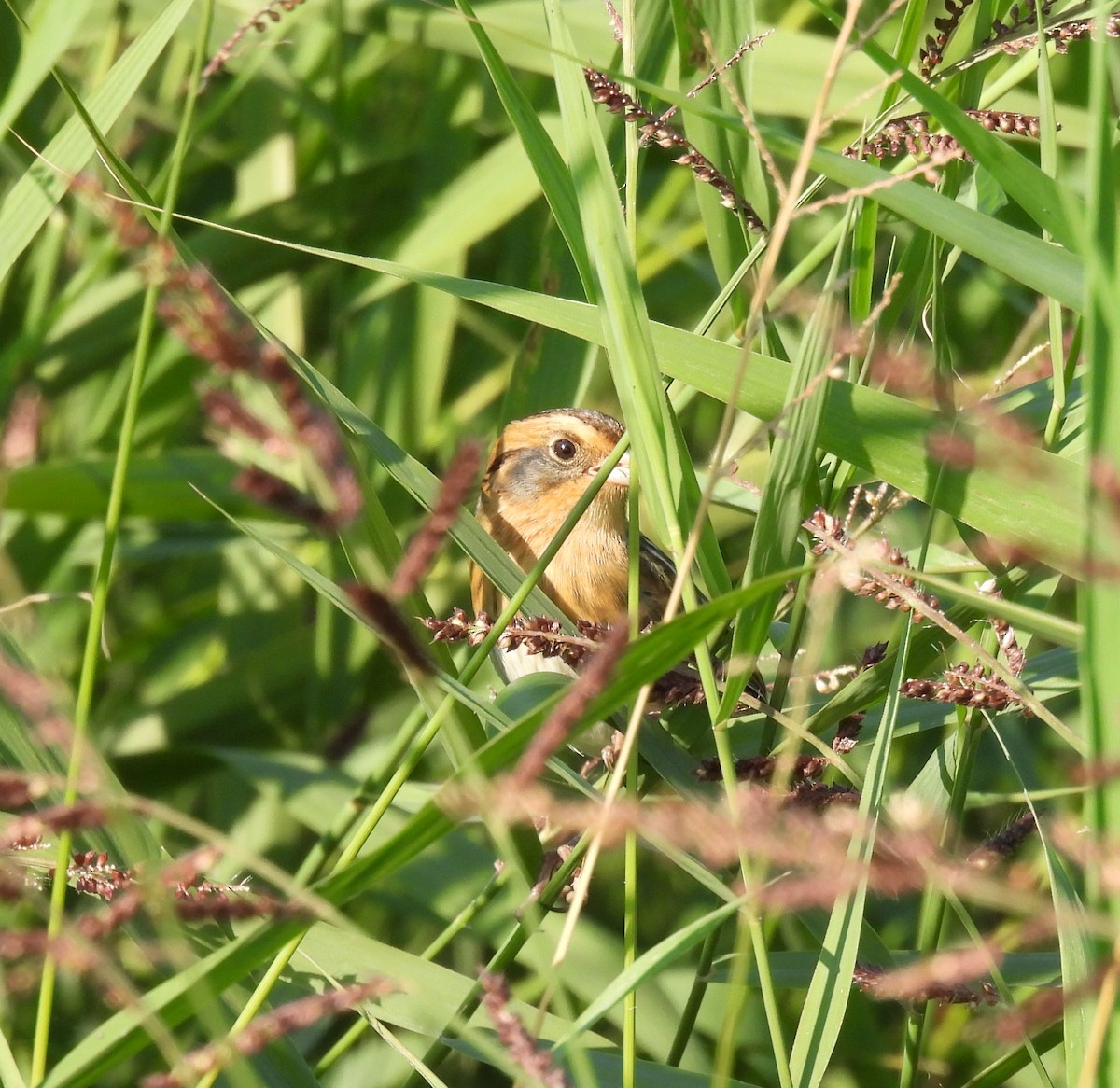 Nelson's Sparrow - ML642975530
