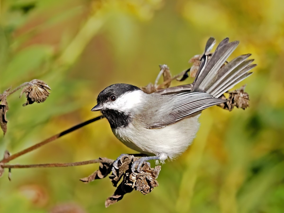 Mésange de Caroline - ML642975546