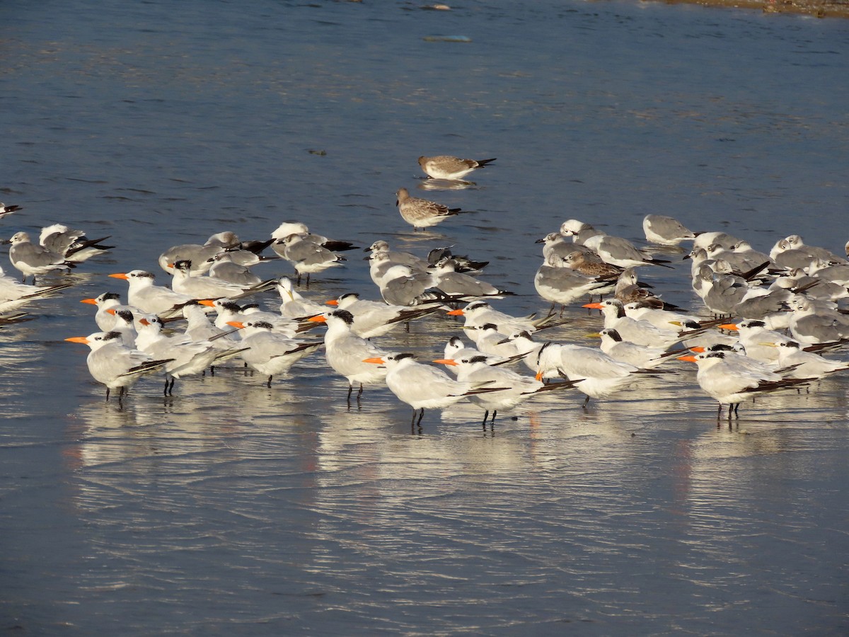 Royal Tern - ML642975579