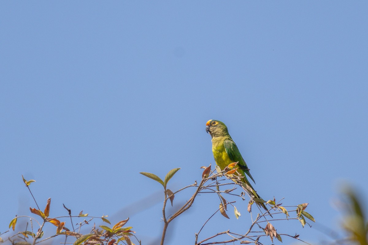 Peach-fronted Parakeet - ML642975588
