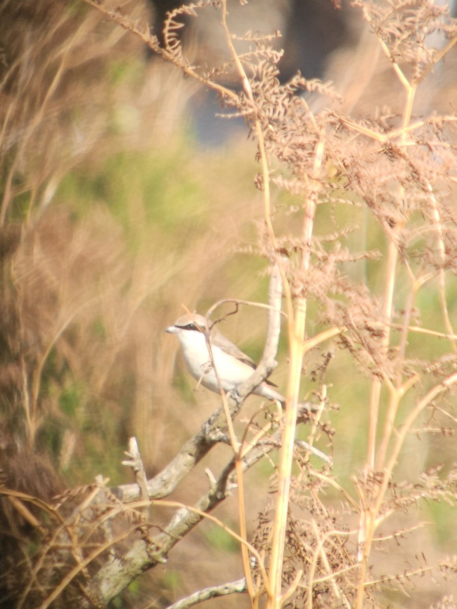 Red-tailed Shrike - ML642975594