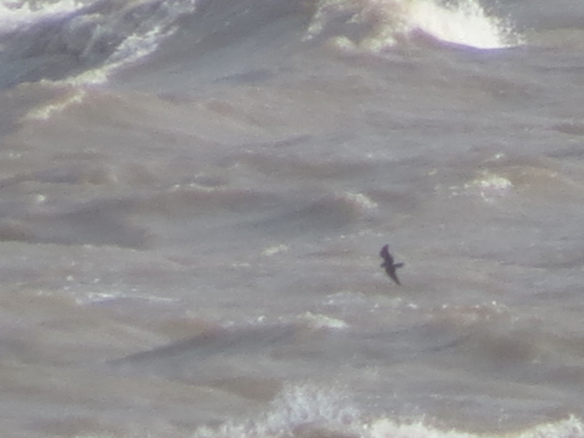 Leach's Storm-Petrel - ML642975596