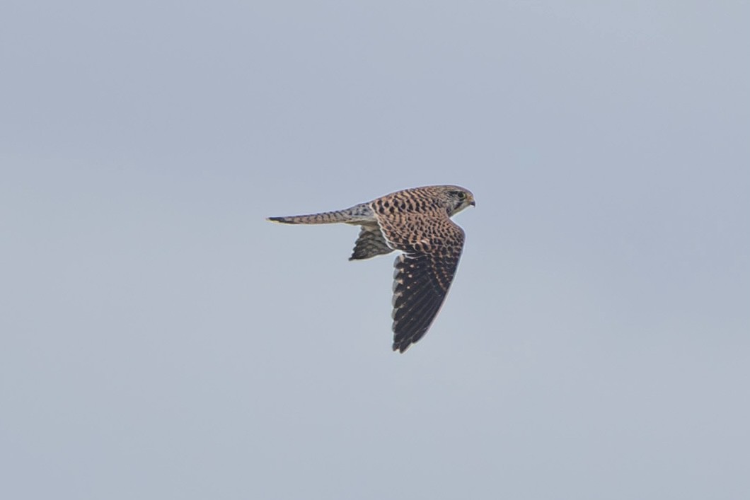 Faucon crécerelle - ML642975603