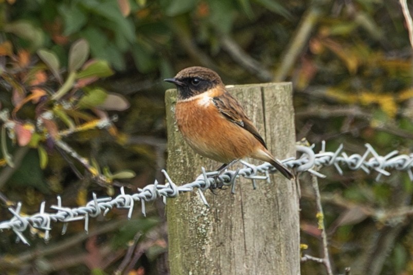 Tarier pâtre - ML642975617