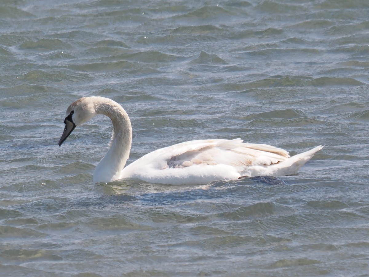Mute Swan - ML642975620