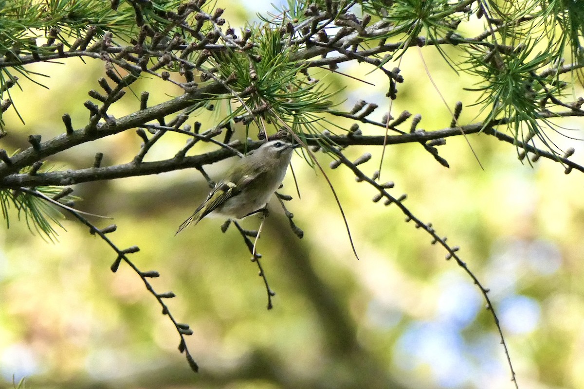 Golden-crowned Kinglet - ML642975625