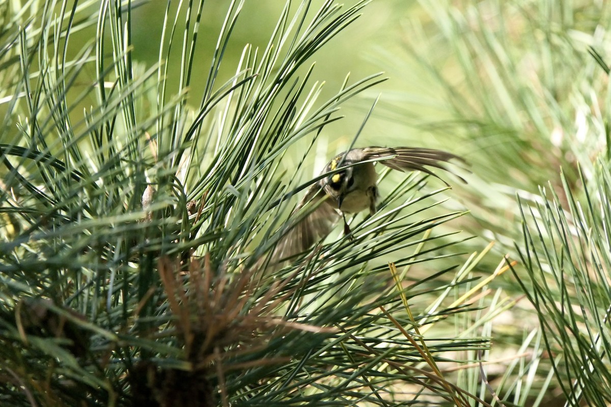 Golden-crowned Kinglet - ML642975626