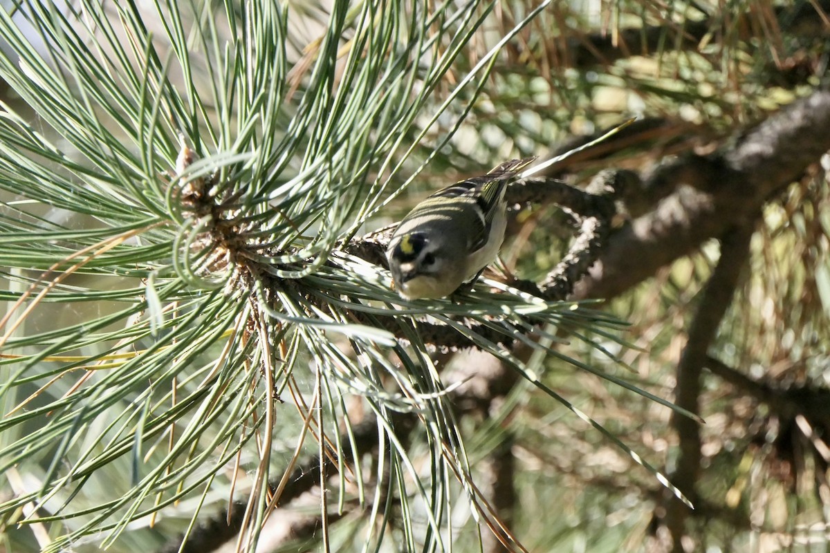 Golden-crowned Kinglet - ML642975627