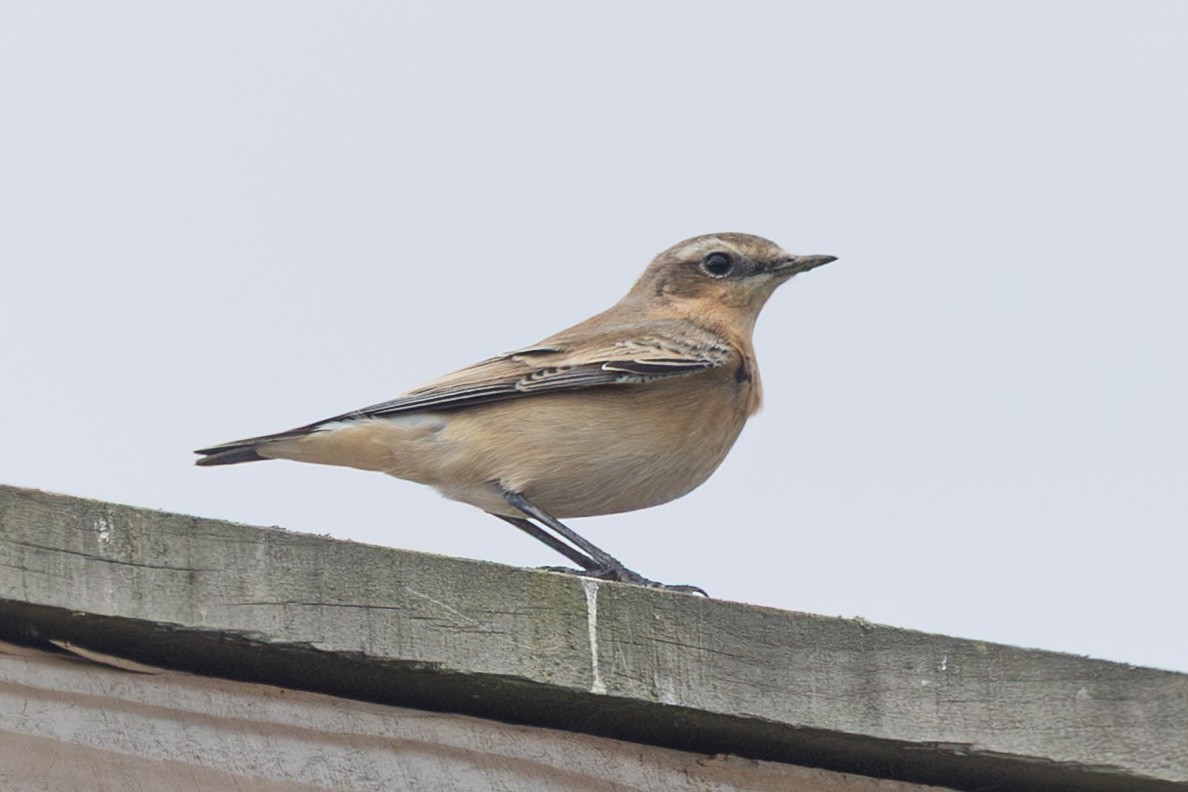 Traquet motteux - ML642975633