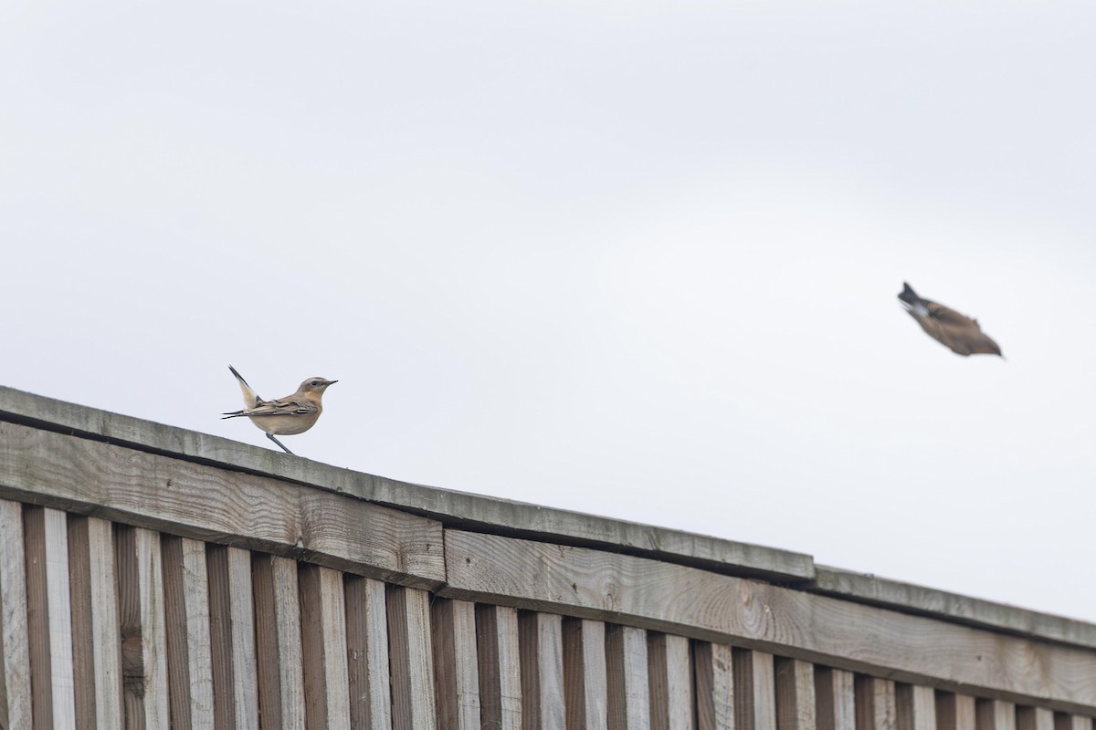 Traquet motteux - ML642975634