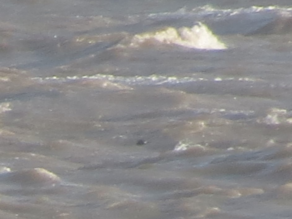 Leach's Storm-Petrel - ML642975635