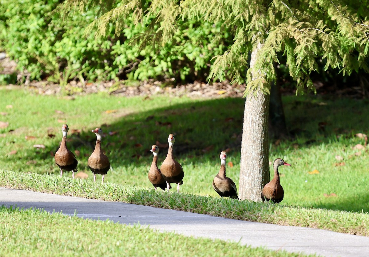 Black-bellied Whistling-Duck - ML642975639