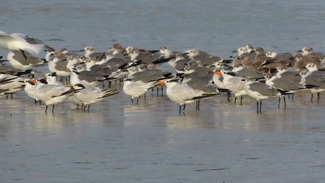 Royal Tern - ML642975646
