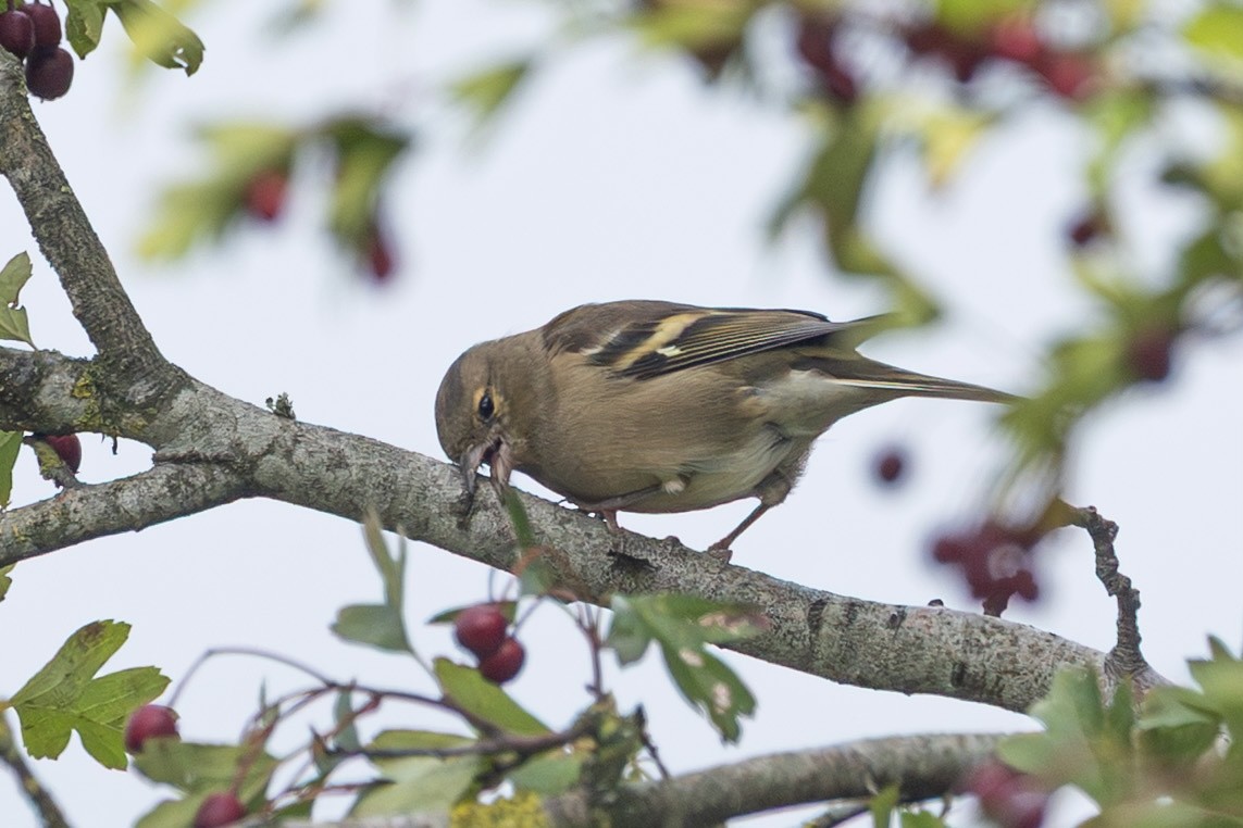 Pinson des arbres - ML642975651