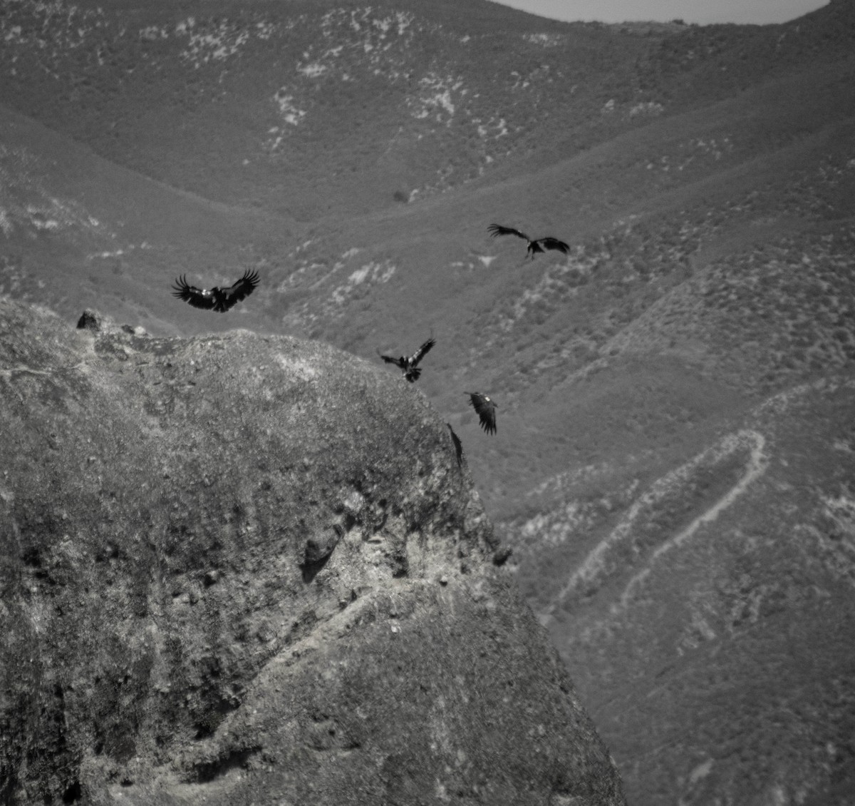California Condor - ML642975656