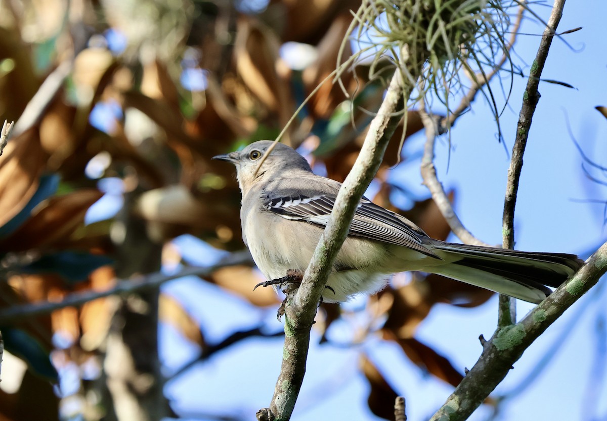 Northern Mockingbird - ML642975663
