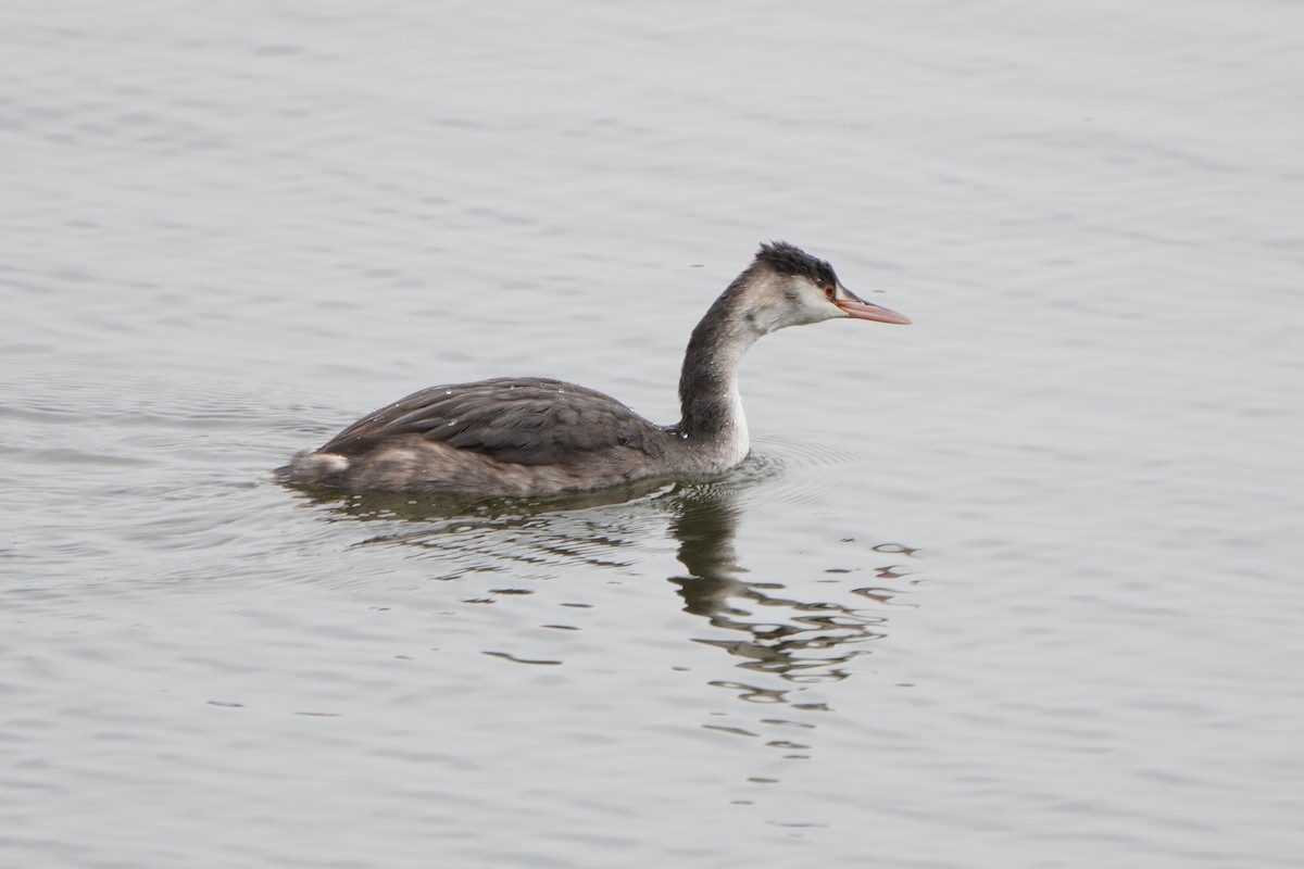 Great Crested Grebe - ML642975675
