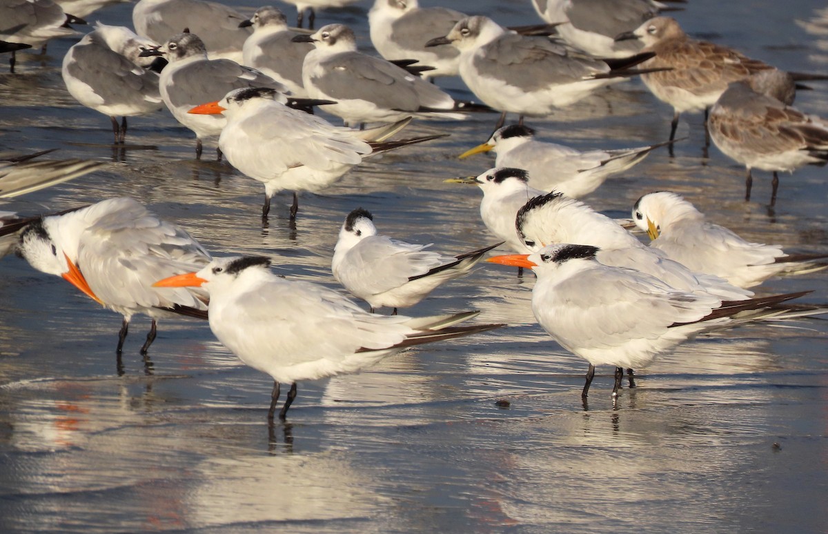 Royal Tern - ML642975709