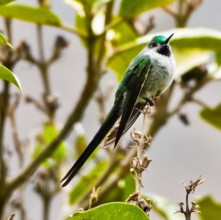 Gray-bellied Comet - ML642975710