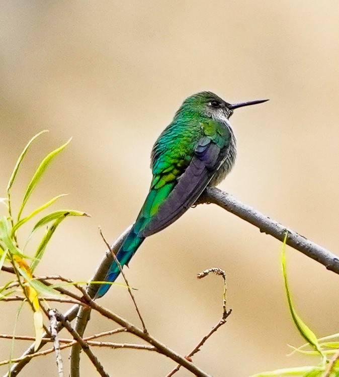 Gray-bellied Comet - ML642975711