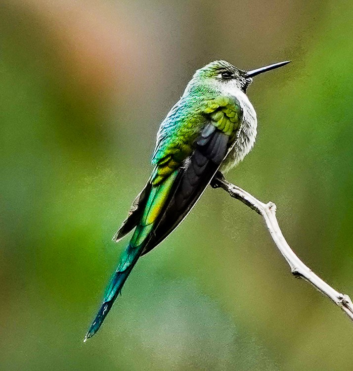 Gray-bellied Comet - ML642975712